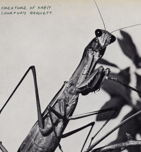 Courtney Barnett - Creature Of Habit