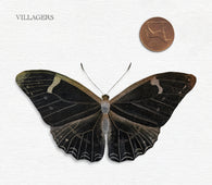 Villagers - That Golden Time