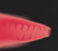 Bloc Party - Alpha Games